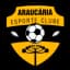 Араукария U20